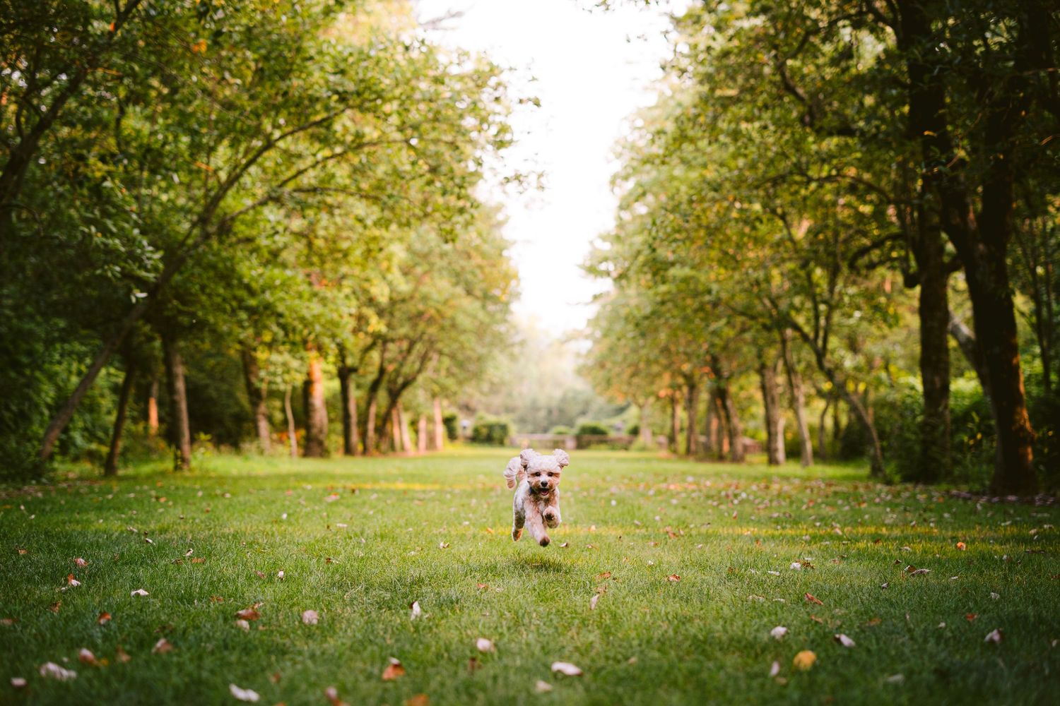 Furry Moments New York New Jersey Pet Photography