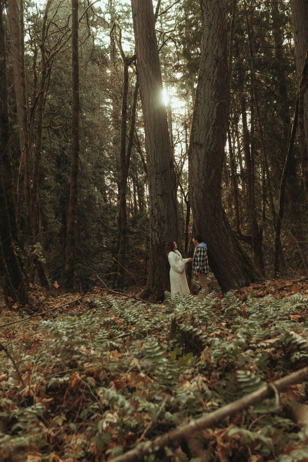 Panoramic view of a misty forest floor with fallen leaves and sunlight filtering through dense pine trees.