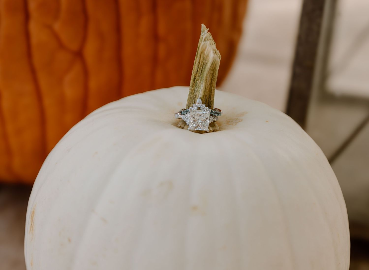 Close-up view of a white pumpkin stem with an engagement ring wrapped around it.