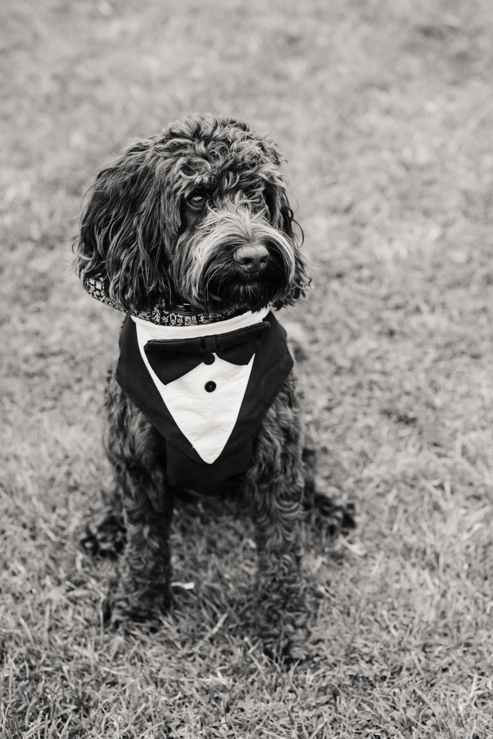 Dog at a wedding at the Waterside Country barn and Mill a lakeside wedding venue near Taunton. Relaxed Somerset Wedding photographer