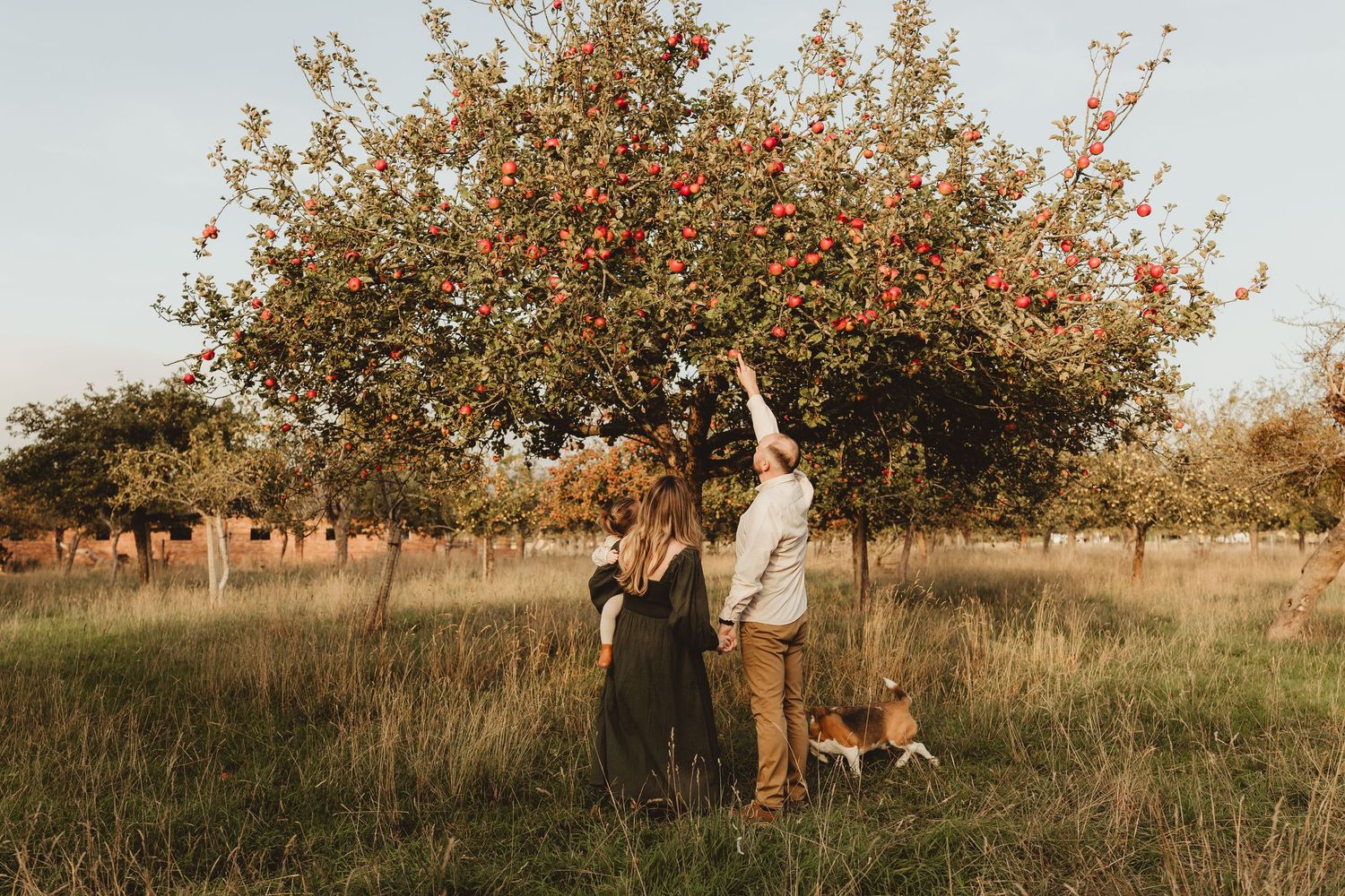 A couple walks through an autumn apple orchard during golden hour with sunlight filtering through the trees.