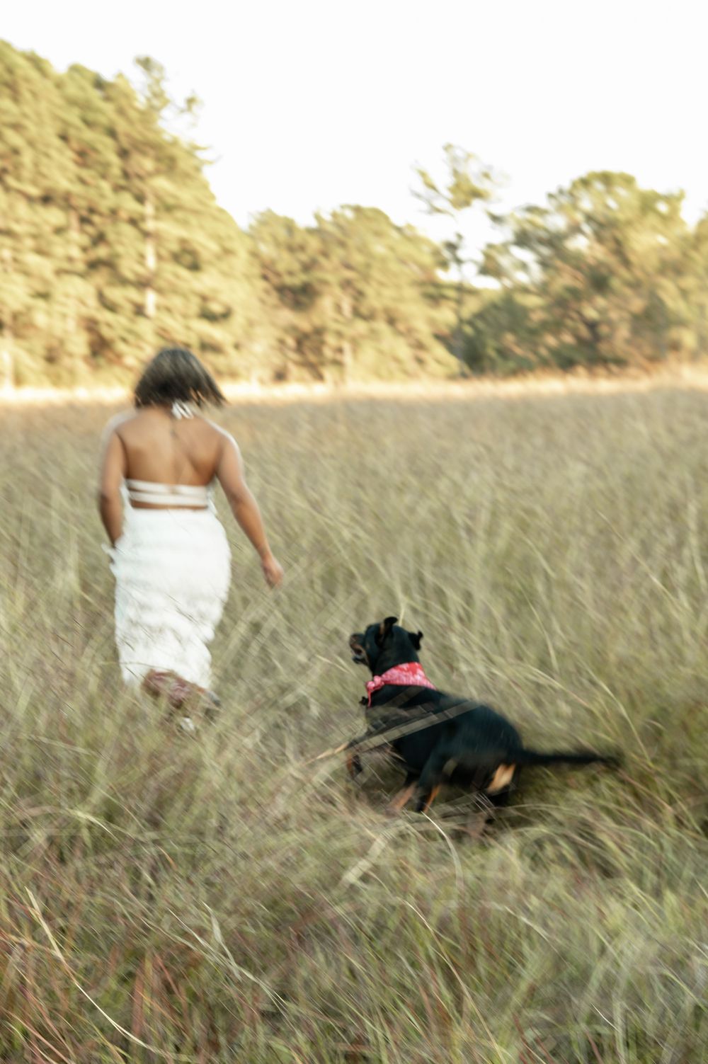 A black dog with a pink collar follows someone in a white dress through tall grass in a sunlit field.