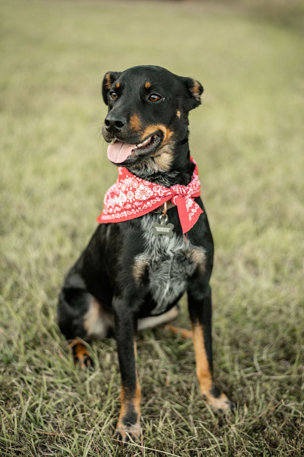Black and tan dog wearing a red bandana stands attentively in green grass field.