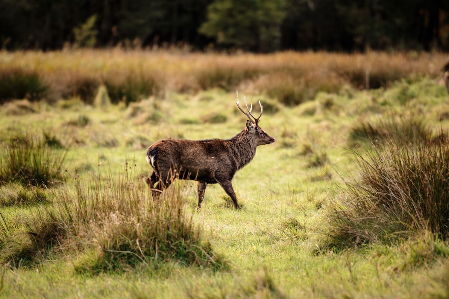 Wild deer grazing in a sunlit meadow during golden hour, captured in a sequence of natural movement.