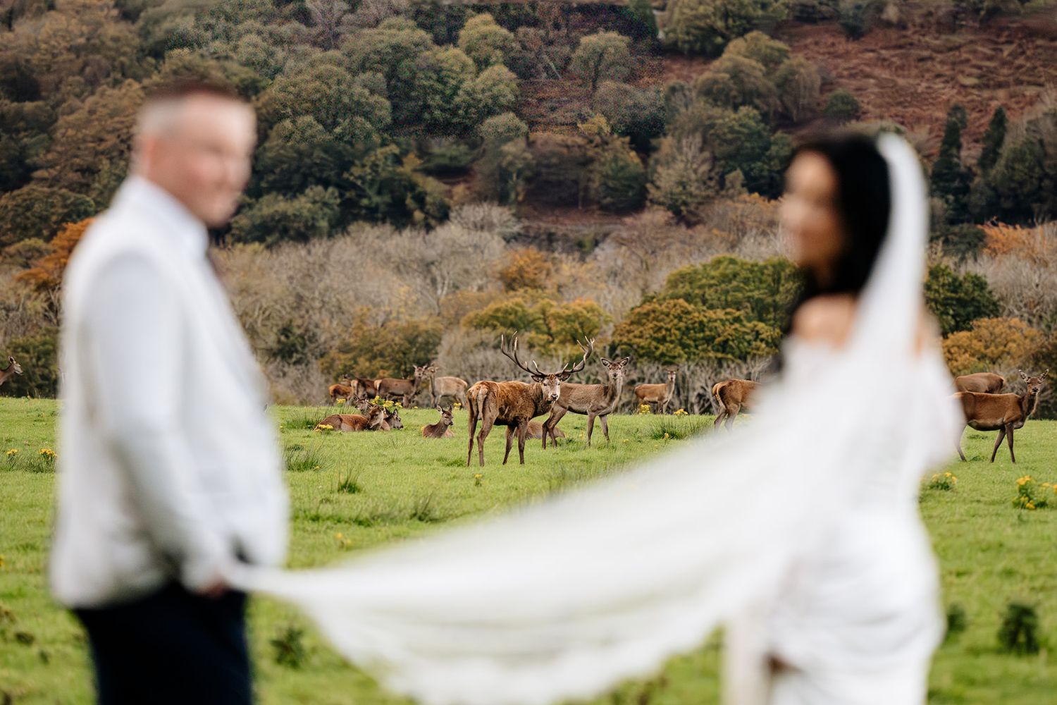A scenic wedding photoshoot in a rustic field with elk grazing in the background and a flowing white veil in the breeze.