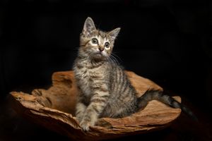 A tabby kitten sits alertly on brown paper against a black background in a studio portrait setting.