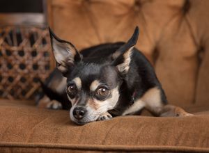 A black and tan chihuahua dog rests on a brown leather couch while looking at the camera.