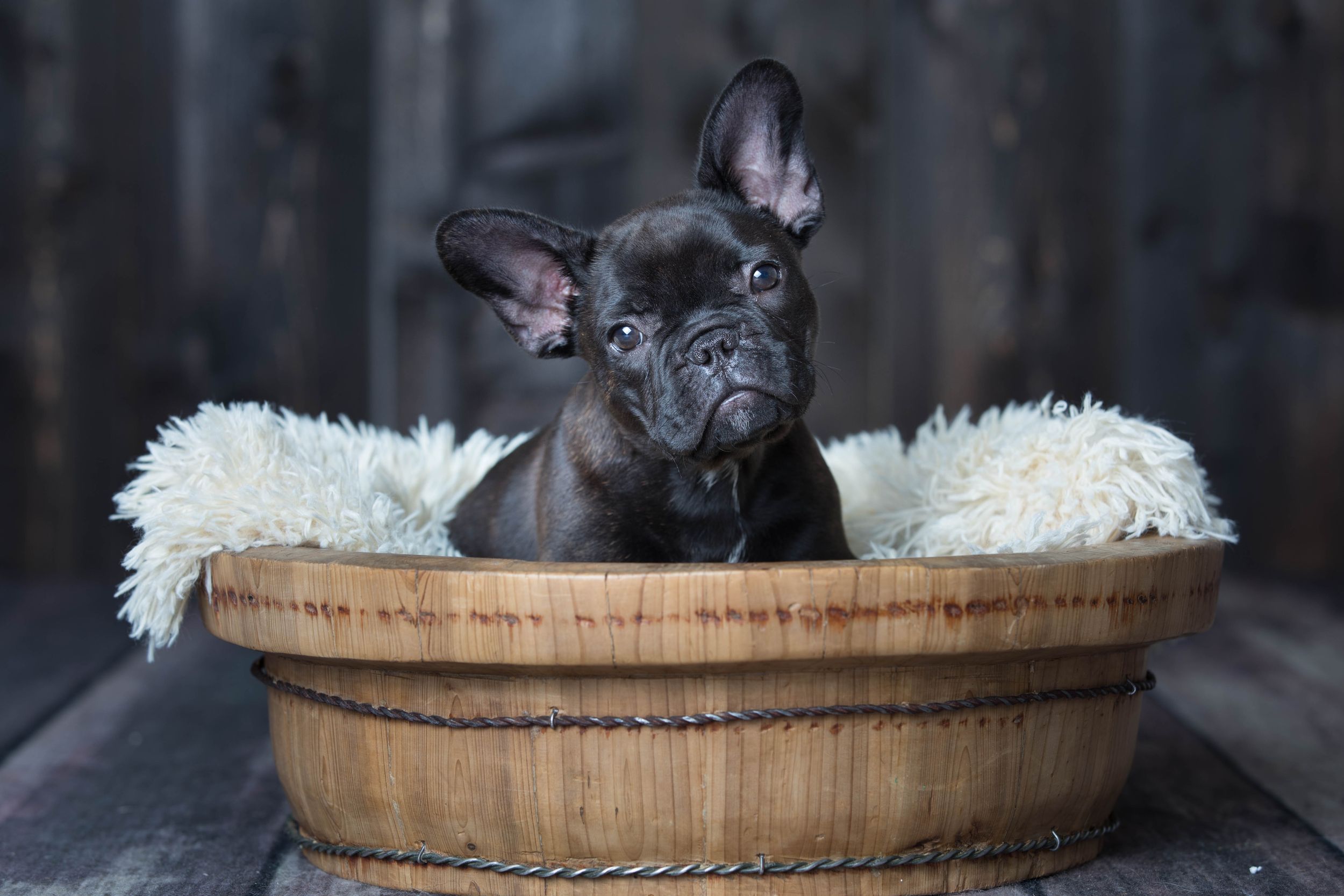 A small French Bulldog puppy sits comfortably in a round woven basket lined with soft white fabric.
