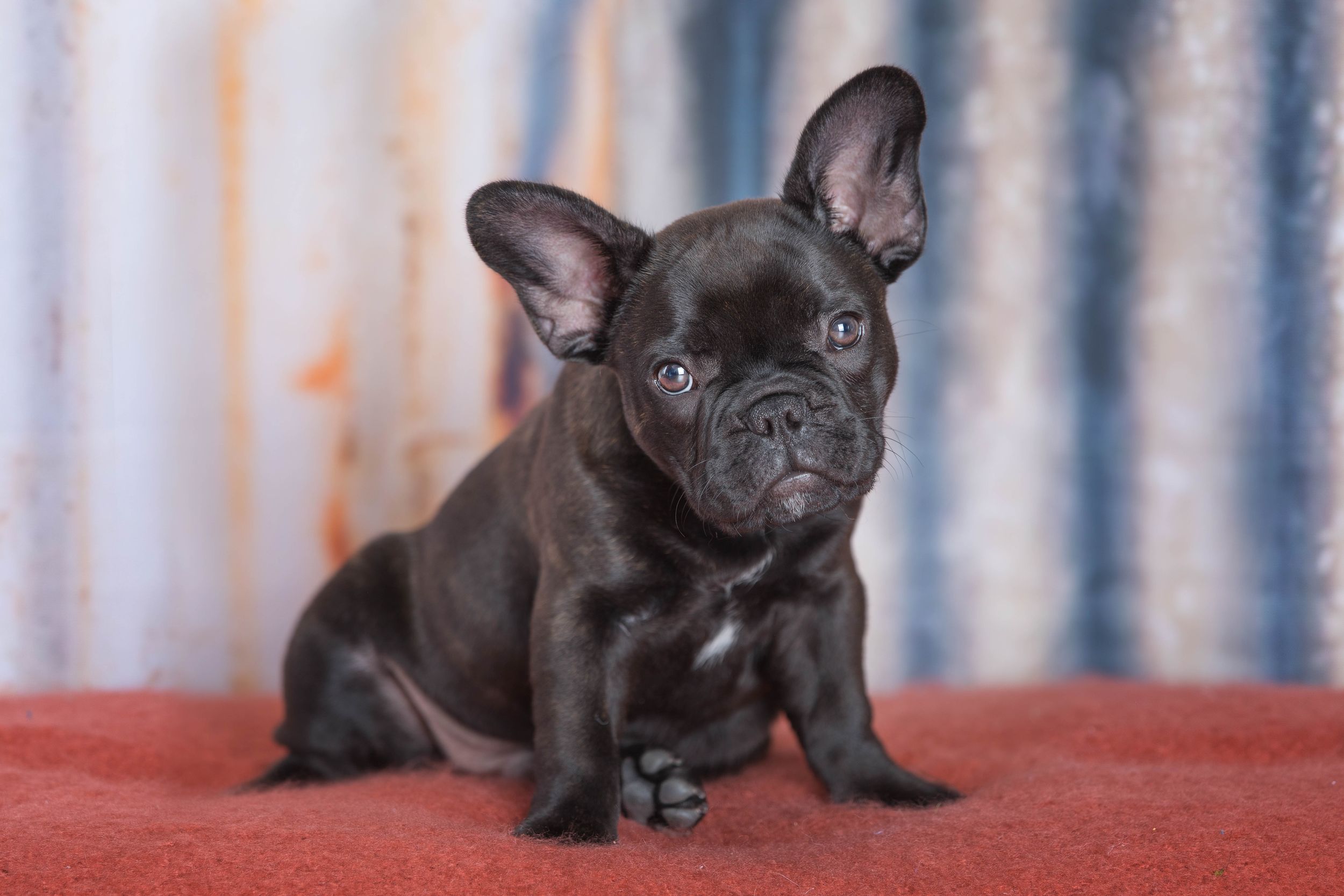 Three black French Bulldog puppies sitting in a row on a red cushion against a striped background.