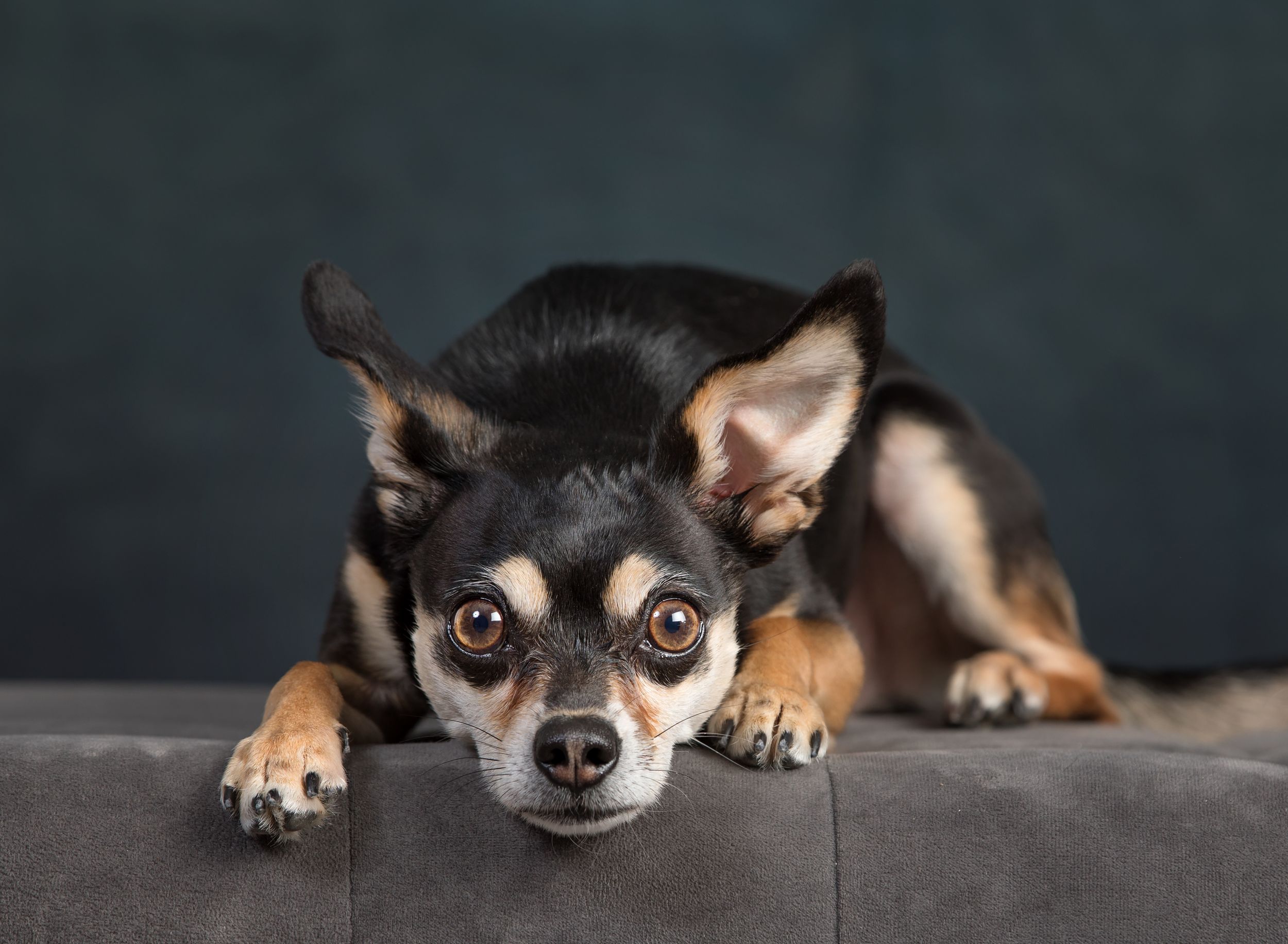 Chihuahua dog with black and tan fur lying down with alert expression against dark background.