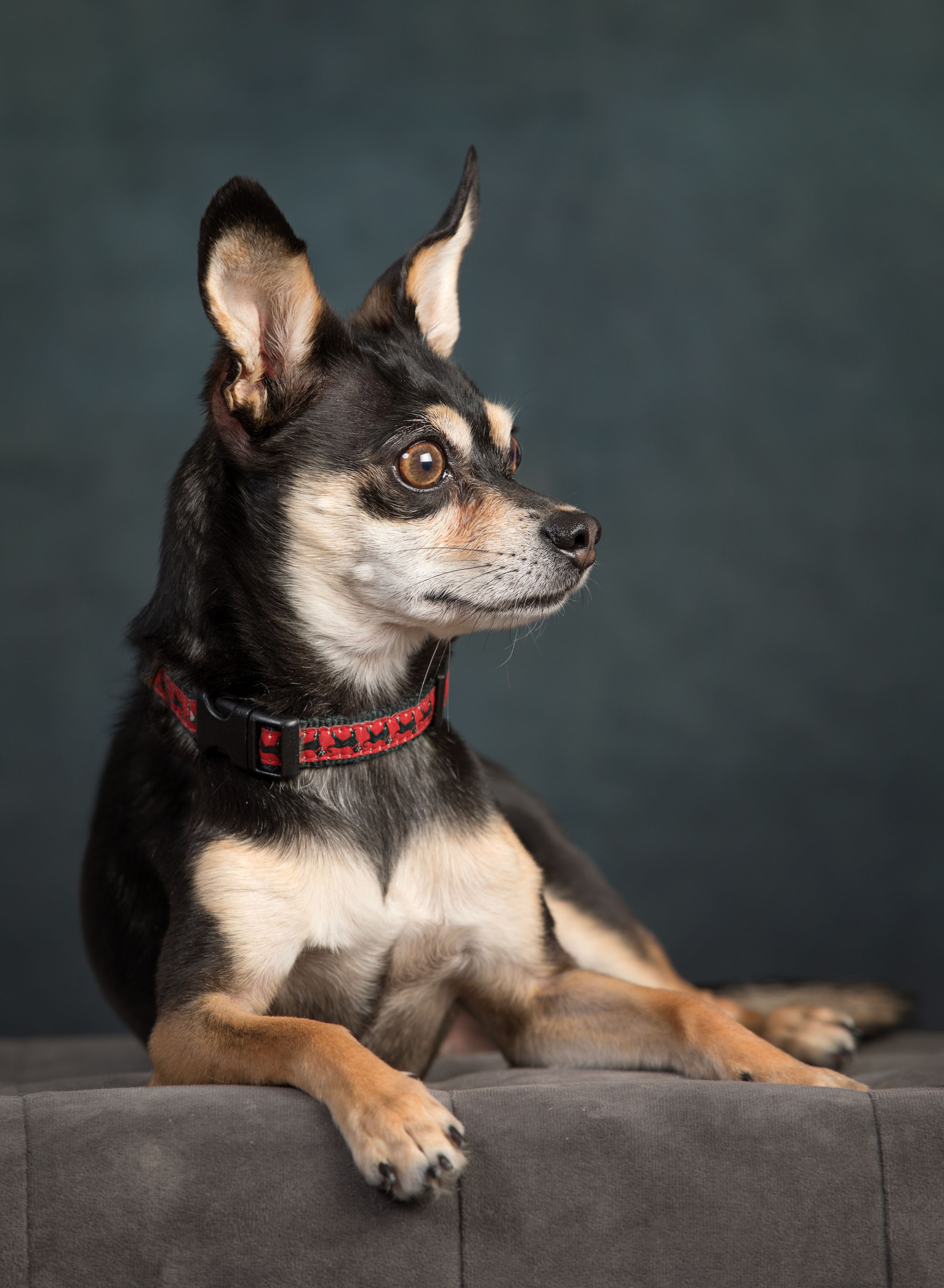 Chihuahua mix dog with black and tan fur wearing a red collar poses on dark backdrop in studio portraits.