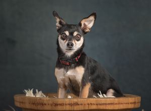 Small Chihuahua with pointed ears and red collar sits attentively on wooden platform against dark backdrop.
