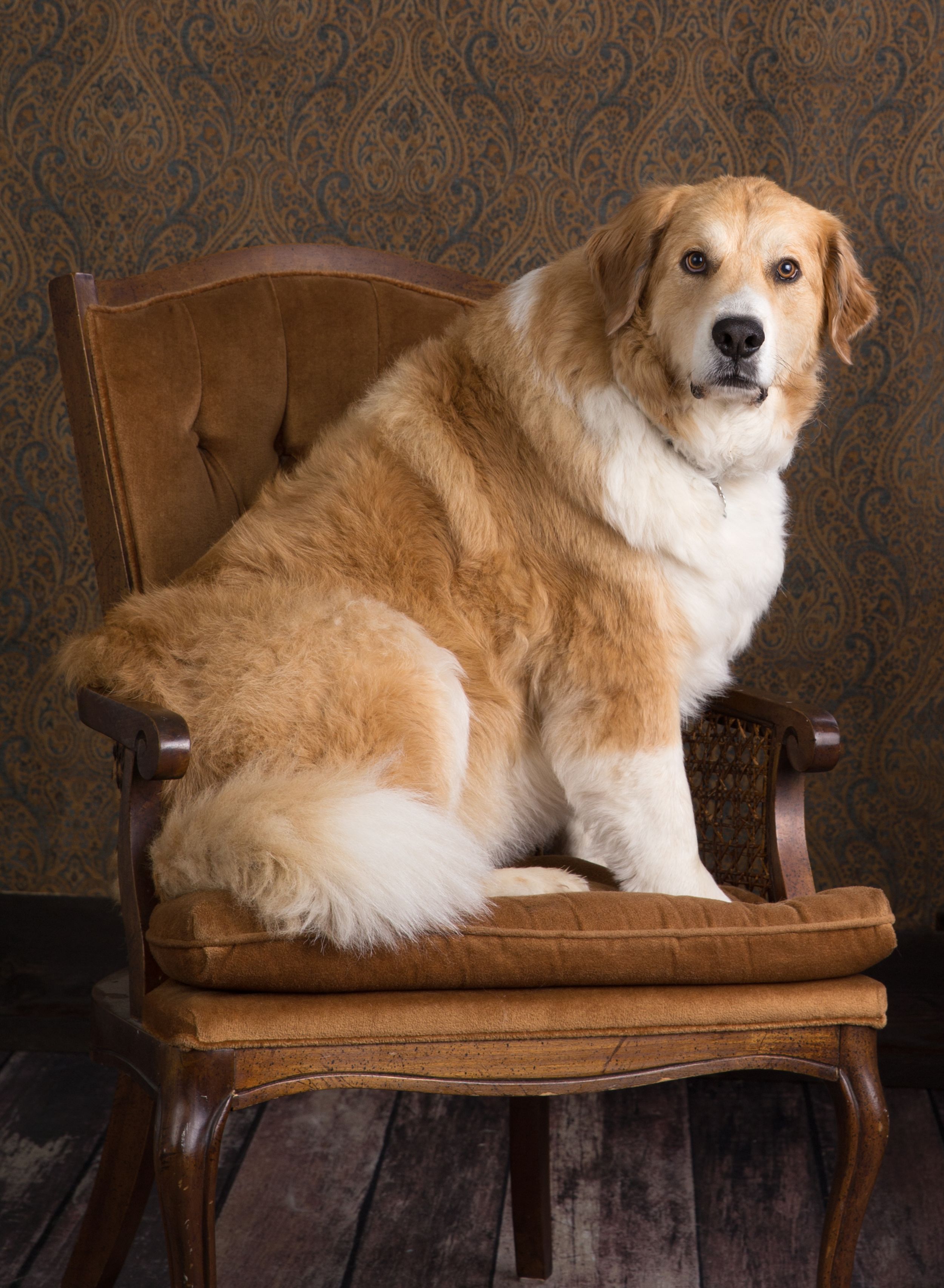 Shetland sheepdog lounges regally on brown leather bench in studio setting with dark background.