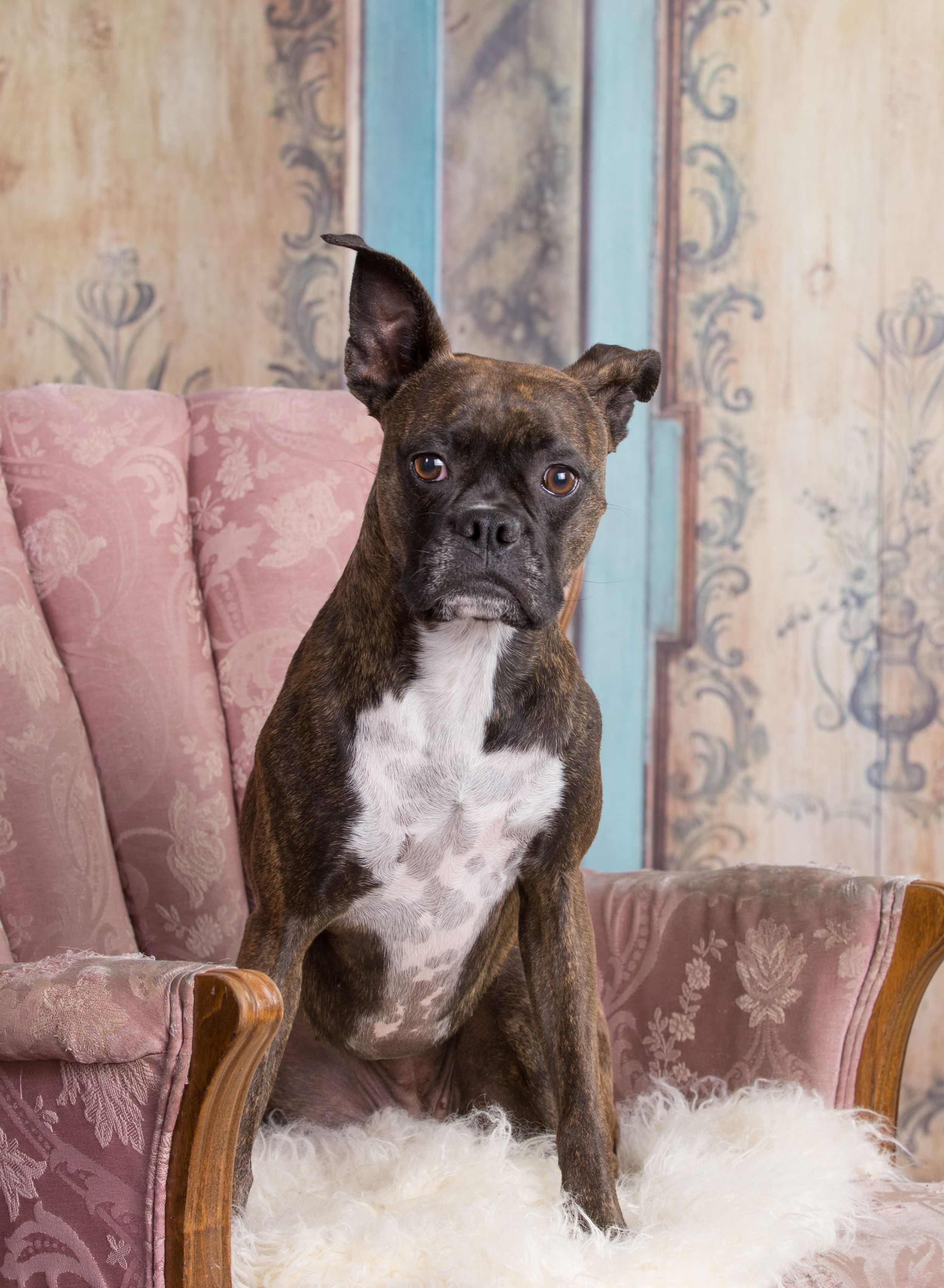 Four sequential photos show a dark brindle pit bull sitting on a pink chair looking progressively more alert.