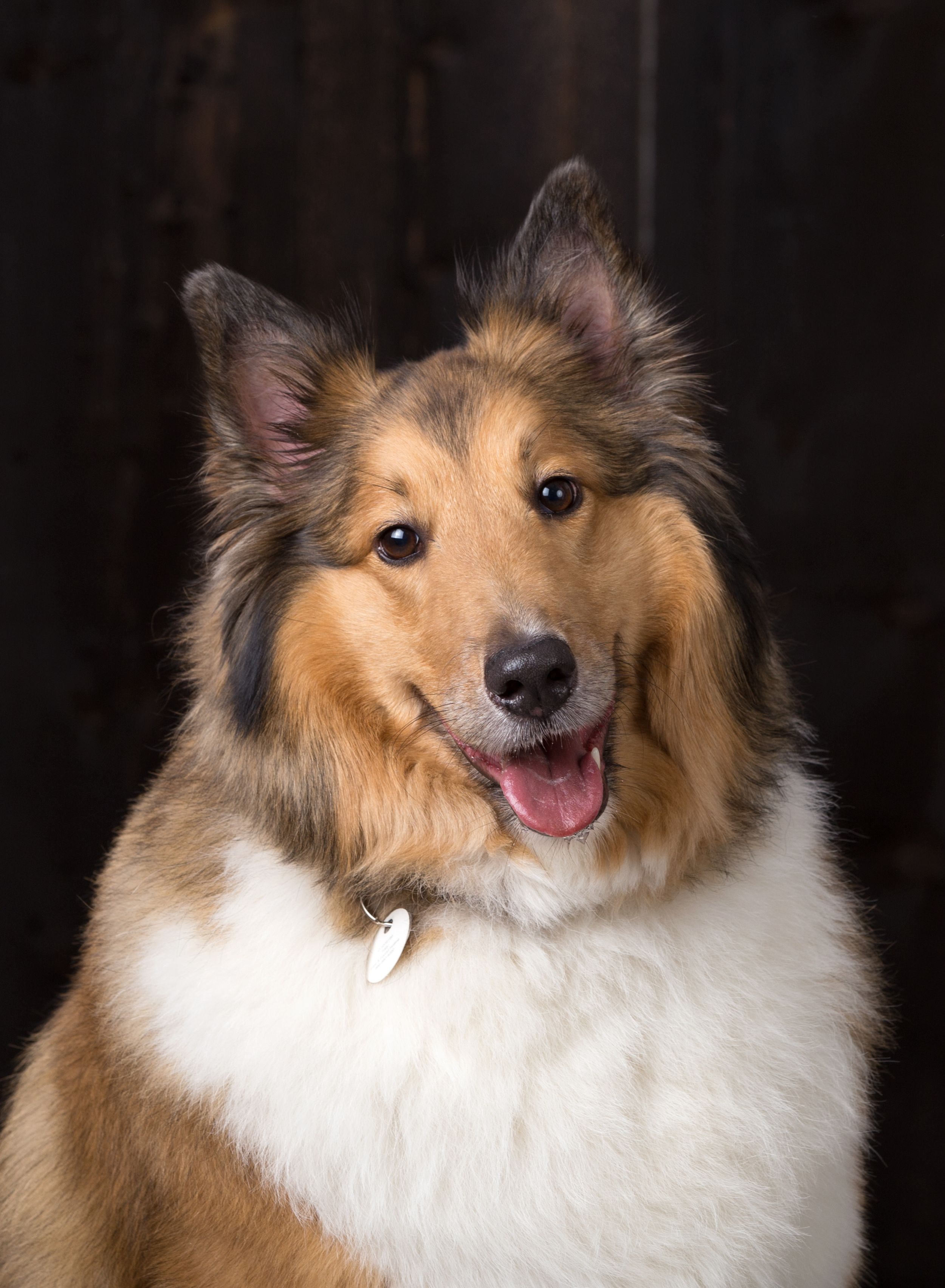 Happy Shetland sheepdog with fluffy white and brown fur smiling at camera against dark background.