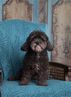 Small black poodle mix dog resting on turquoise blue couch with lace pattern.