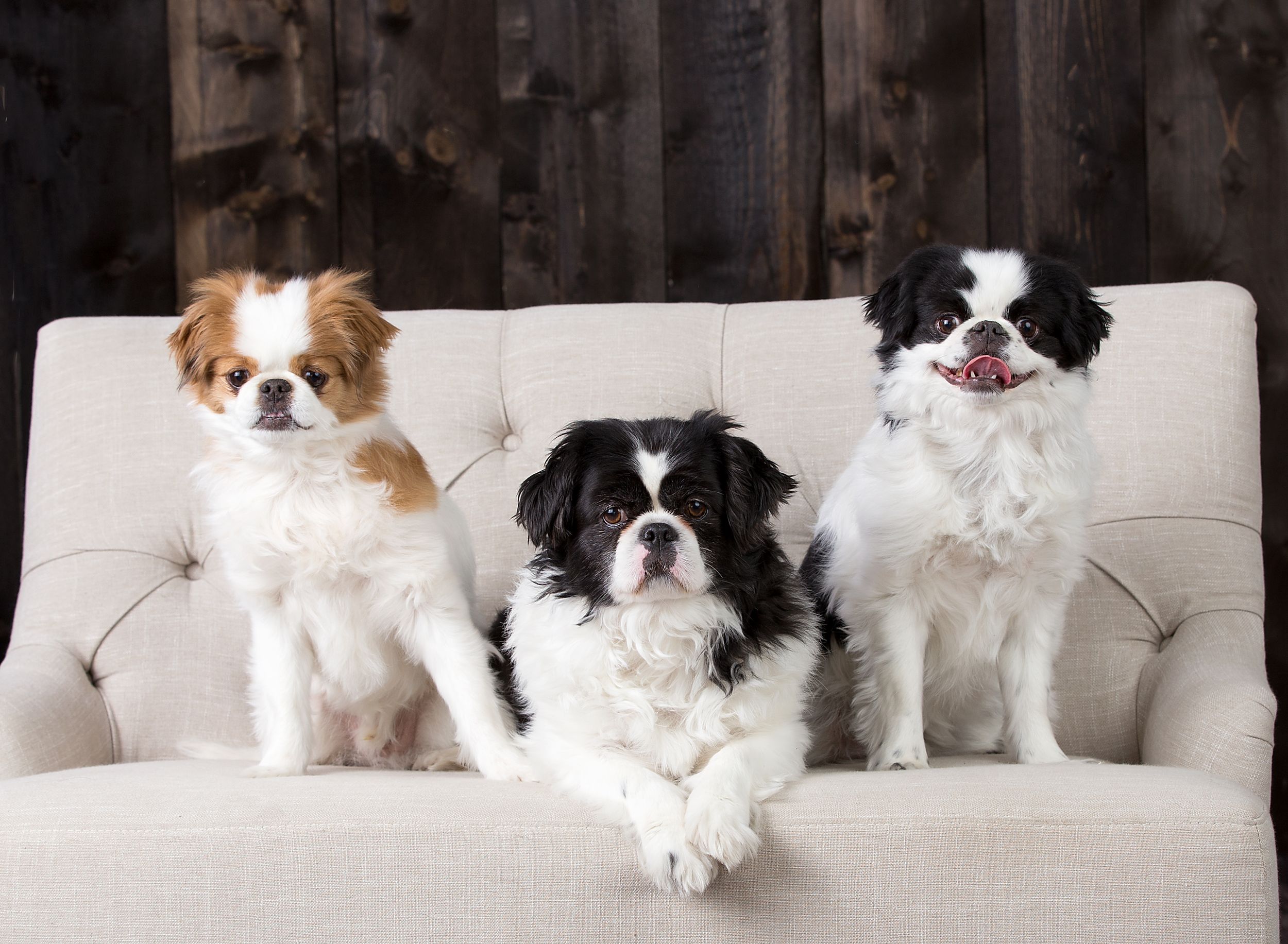 Multiple small dogs and cats lounging together on a white couch in a row.