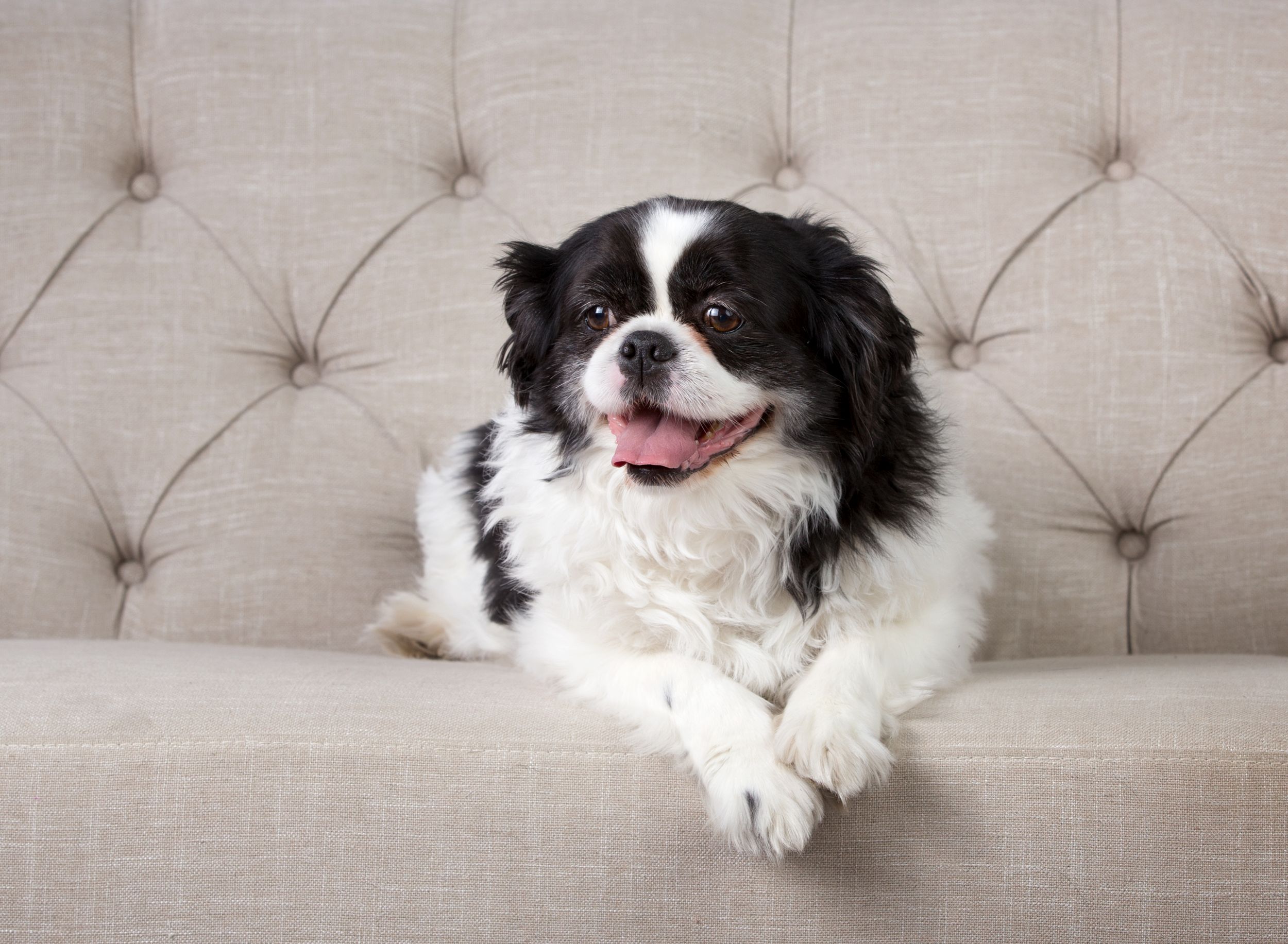 Black and white Japanese Chin dog peeking over white tufted headboard with playful expression.
