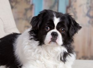 A black and white Japanese Chin dog with expressive eyes looks attentively in a series of close-up portrait shots.