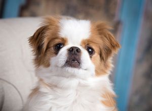 Japanese Chin dog poses for portrait series showing different expressions and angles against blue background.