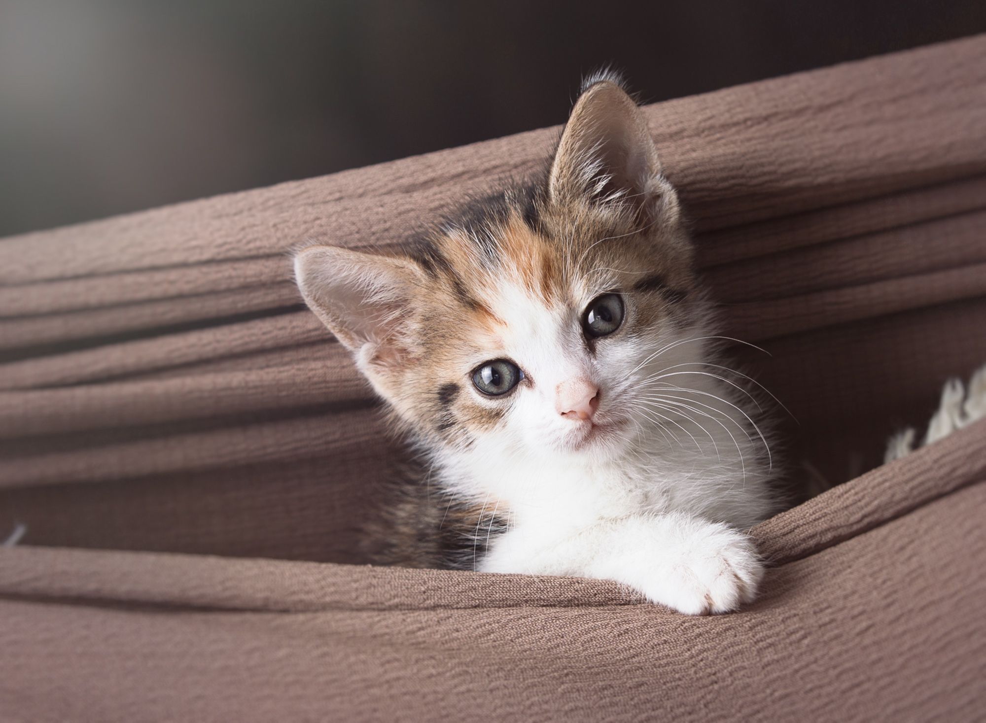 Series of photos showing a calico cat peeking out from behind wooden deck boards.