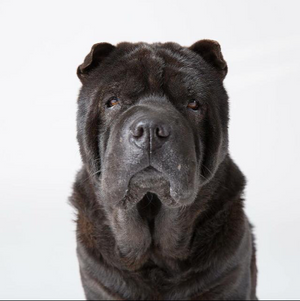 A black Shar Pei dog with wrinkled features and serious expression on a light background.