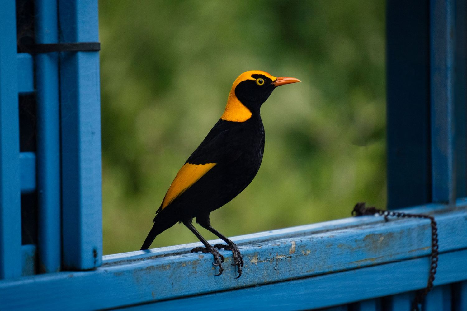 An Regent Bowerbird perches on a blue railing against a blurred green background.