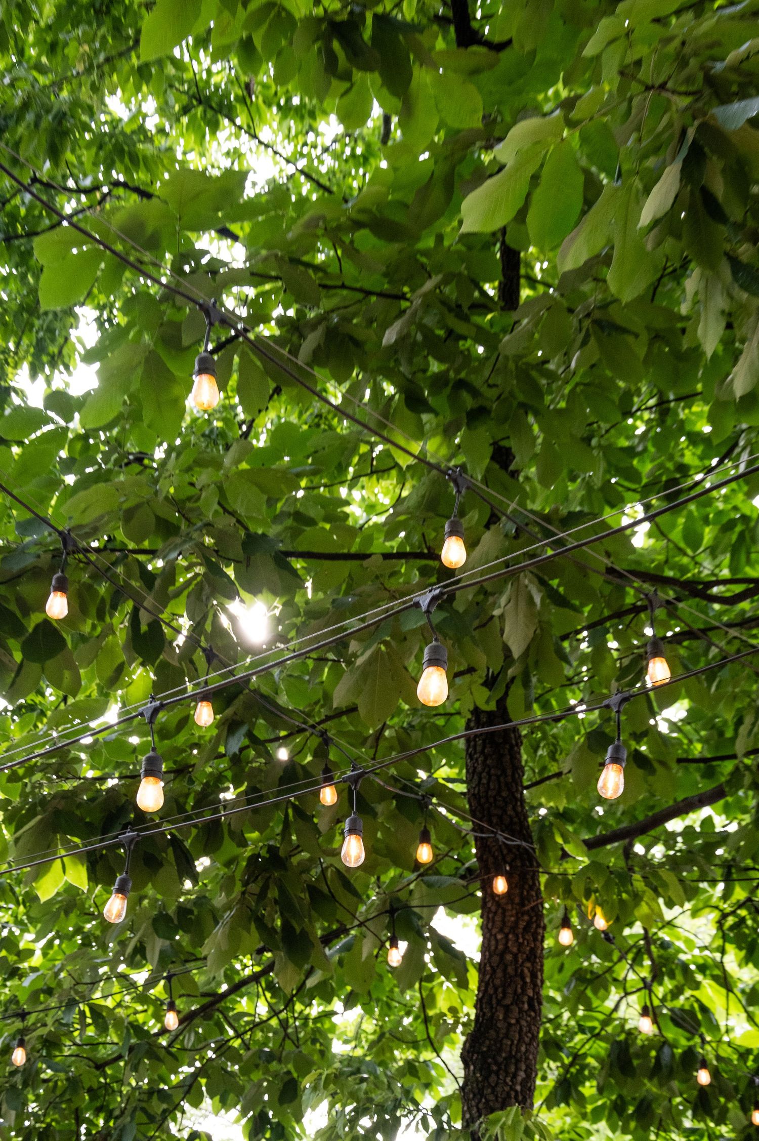 Decorative string lights hang among lush green tree branches creating a magical outdoor ambiance in a garden setting.
