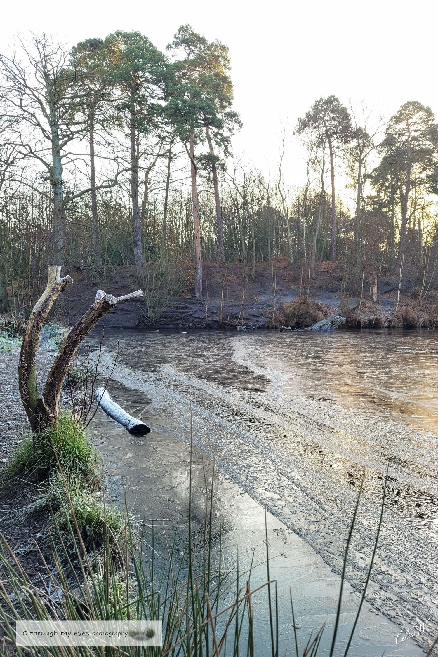 landscape photography of Winter frozen and icy lake, trees and fauna, esher commons, surrey, england