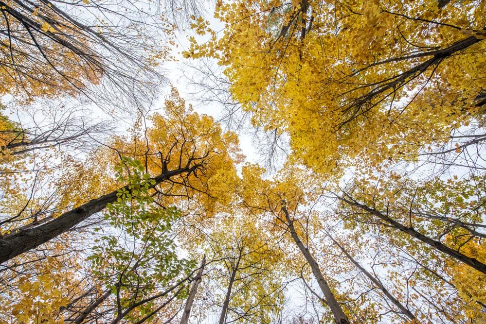 Looking up at golden yellow autumn tree canopy with branches reaching towards bright sky.