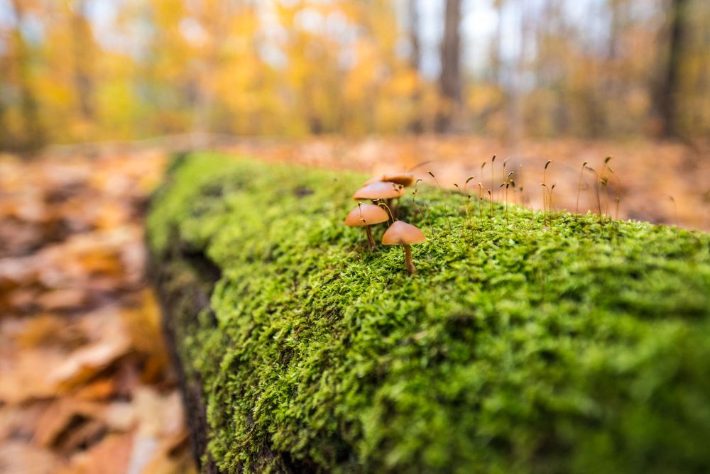 Vibrant green moss on fallen leaves creating natural autumn texture.