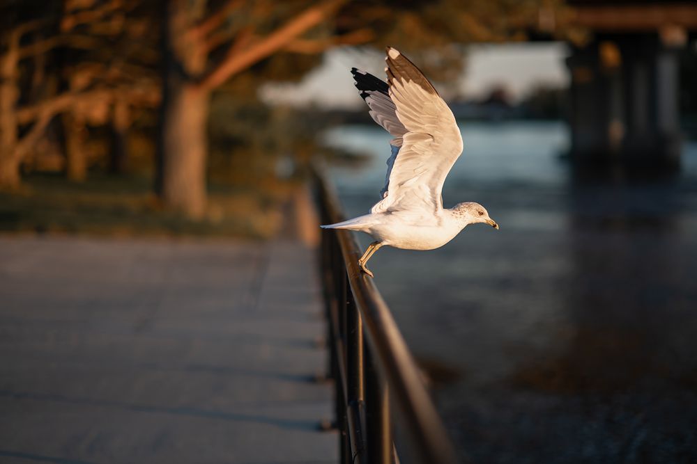 A seagull perches on a metal railing at sunset, wings spread wide in golden light.