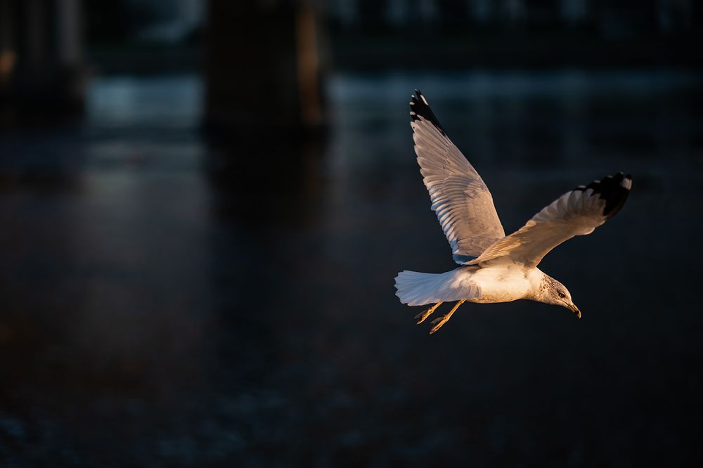 A seagull soars gracefully with outstretched wings against a dark background during golden hour lighting.