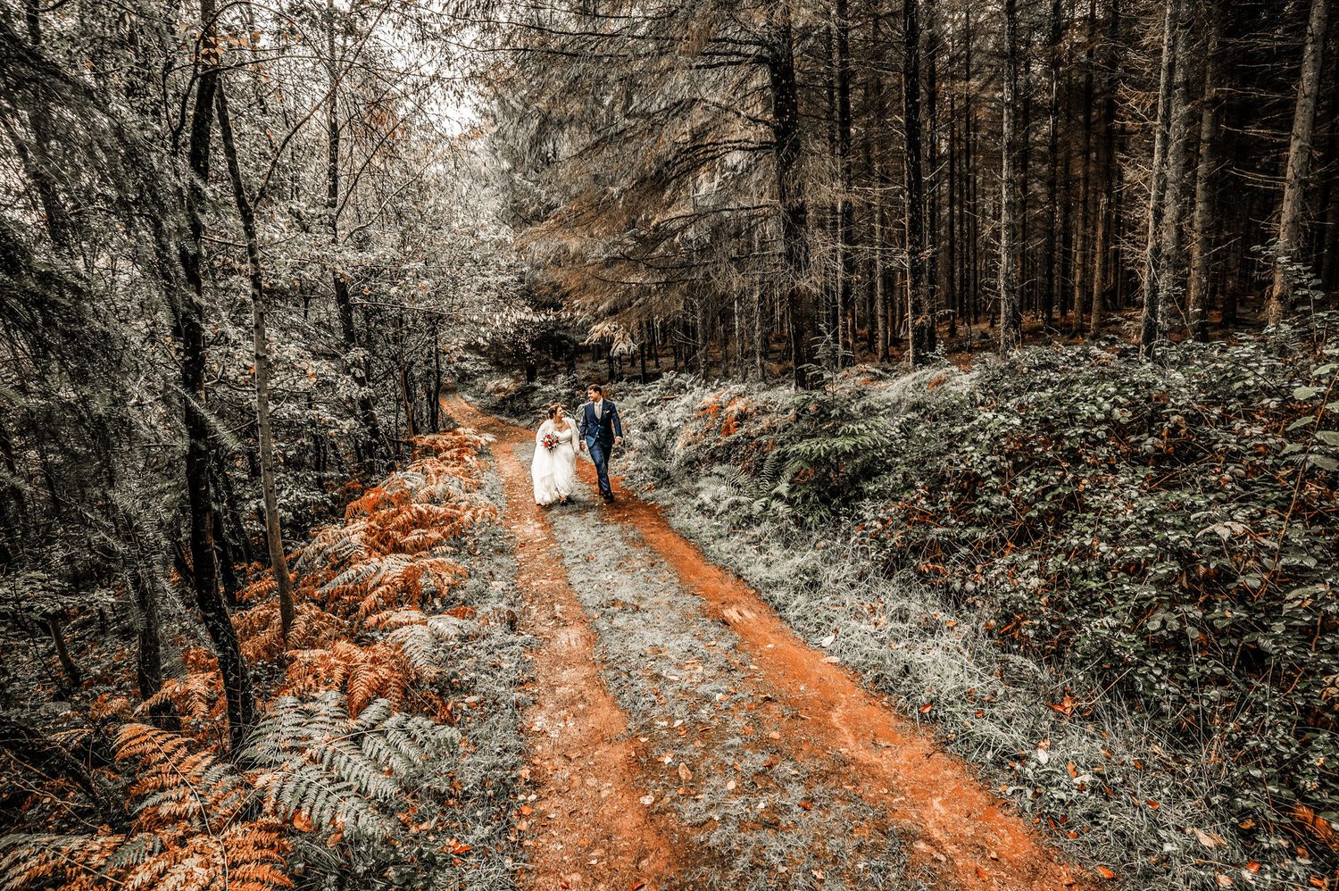 A forest path illuminated by warm sunlight filtering through autumn trees creates a magical woodland atmosphere.