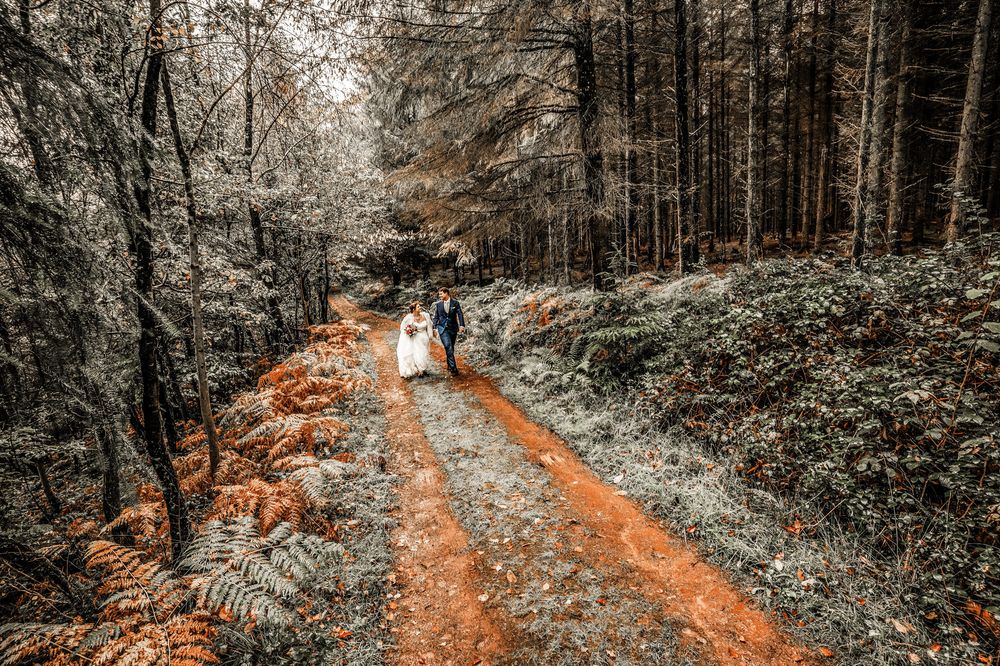 A forest path illuminated by warm sunlight filtering through autumn trees creates a magical woodland atmosphere.