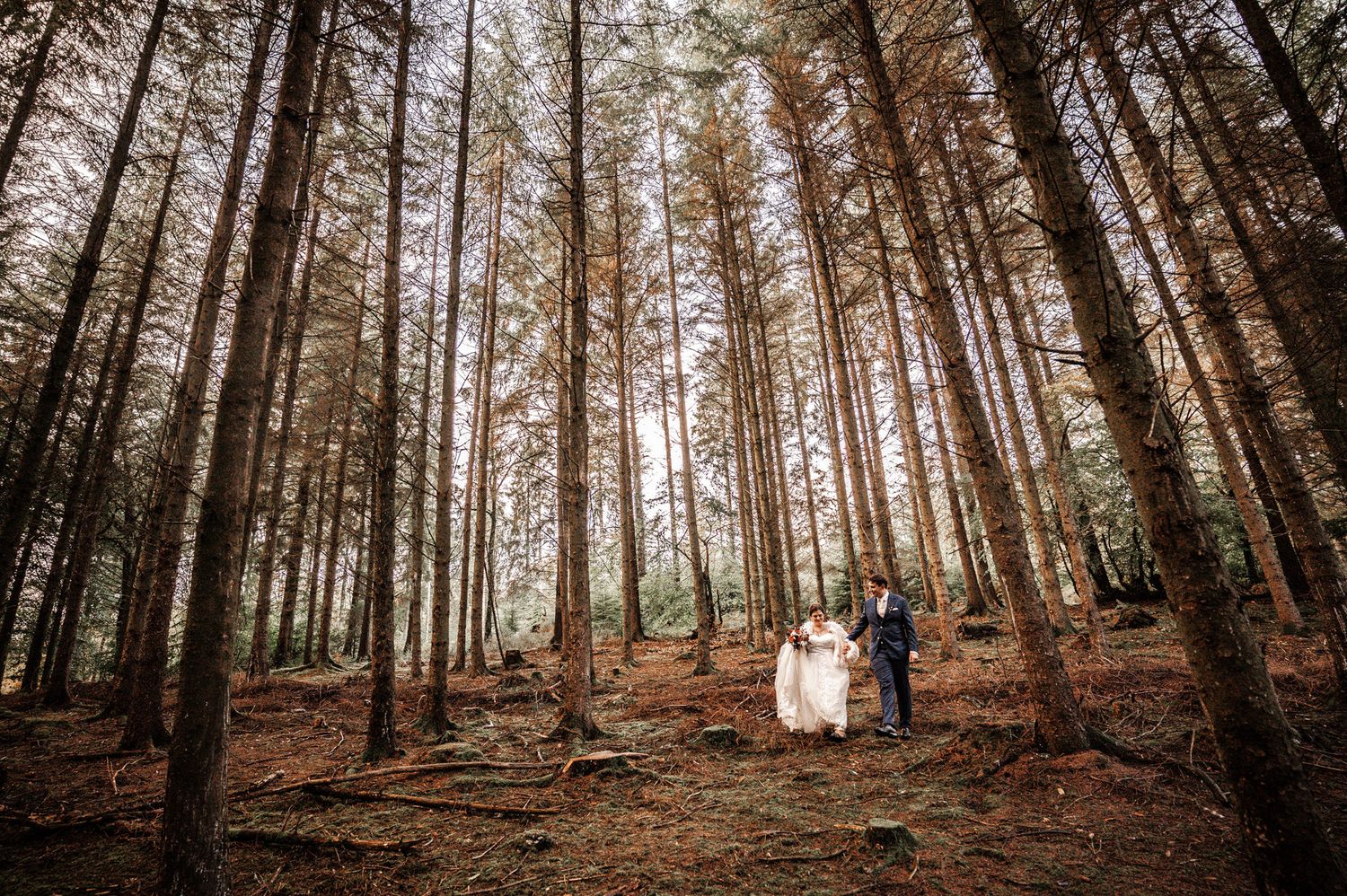 Tall pine trees line a wooded path in a serene forest setting.
