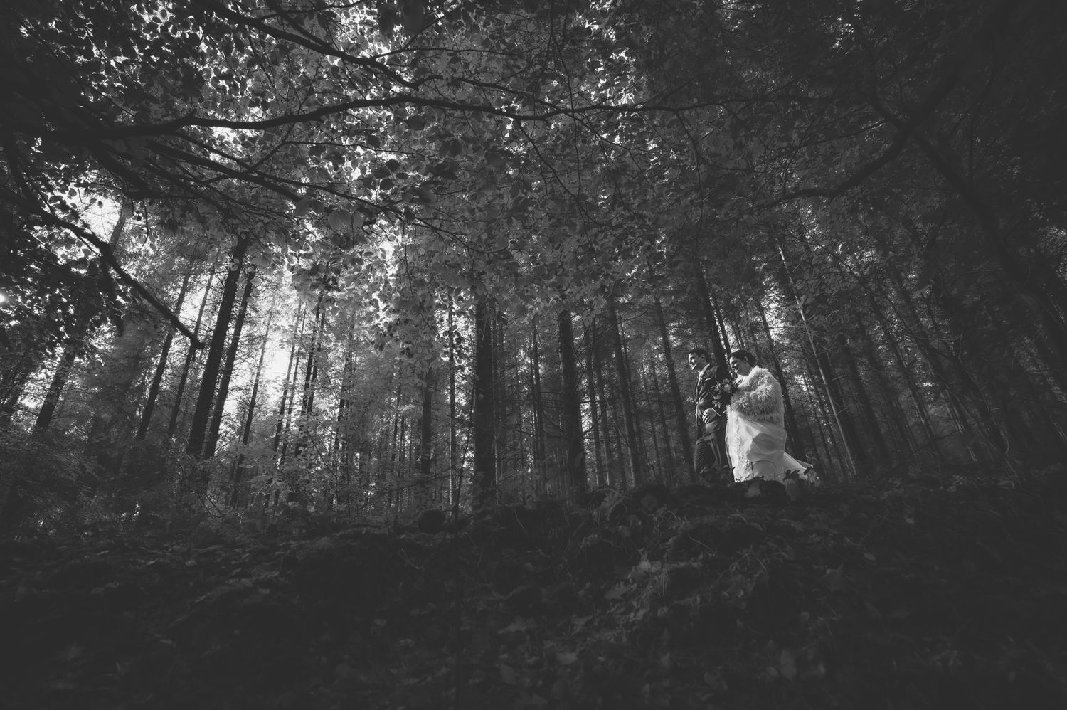 A dark and moody forest scene with tall pine trees silhouetted against a misty grey sky.