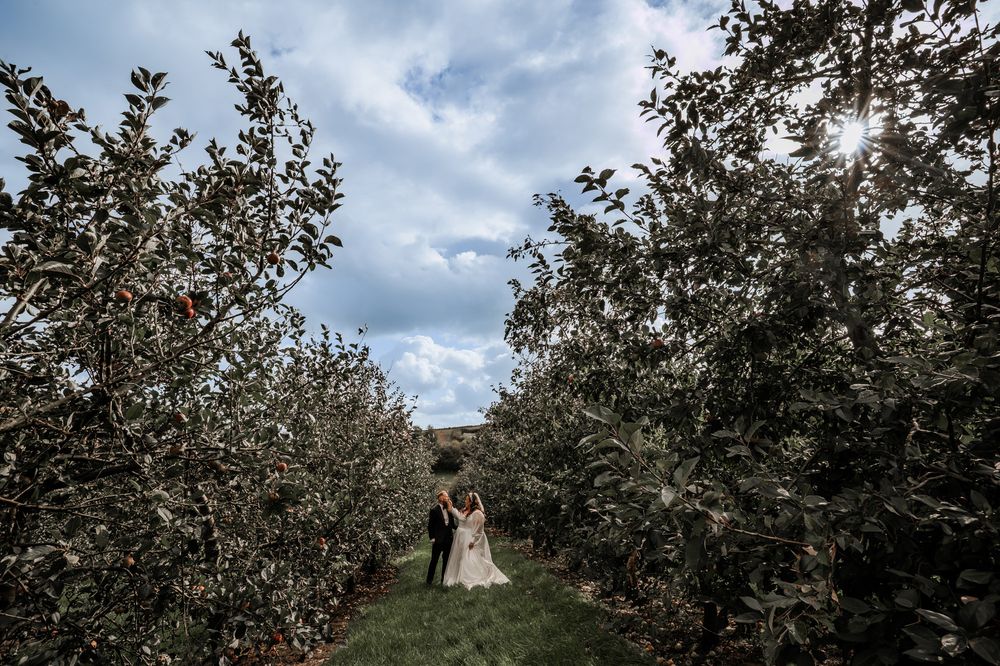 A row of apple trees stretches into the distance at an orchard on a cloudy autumn day.