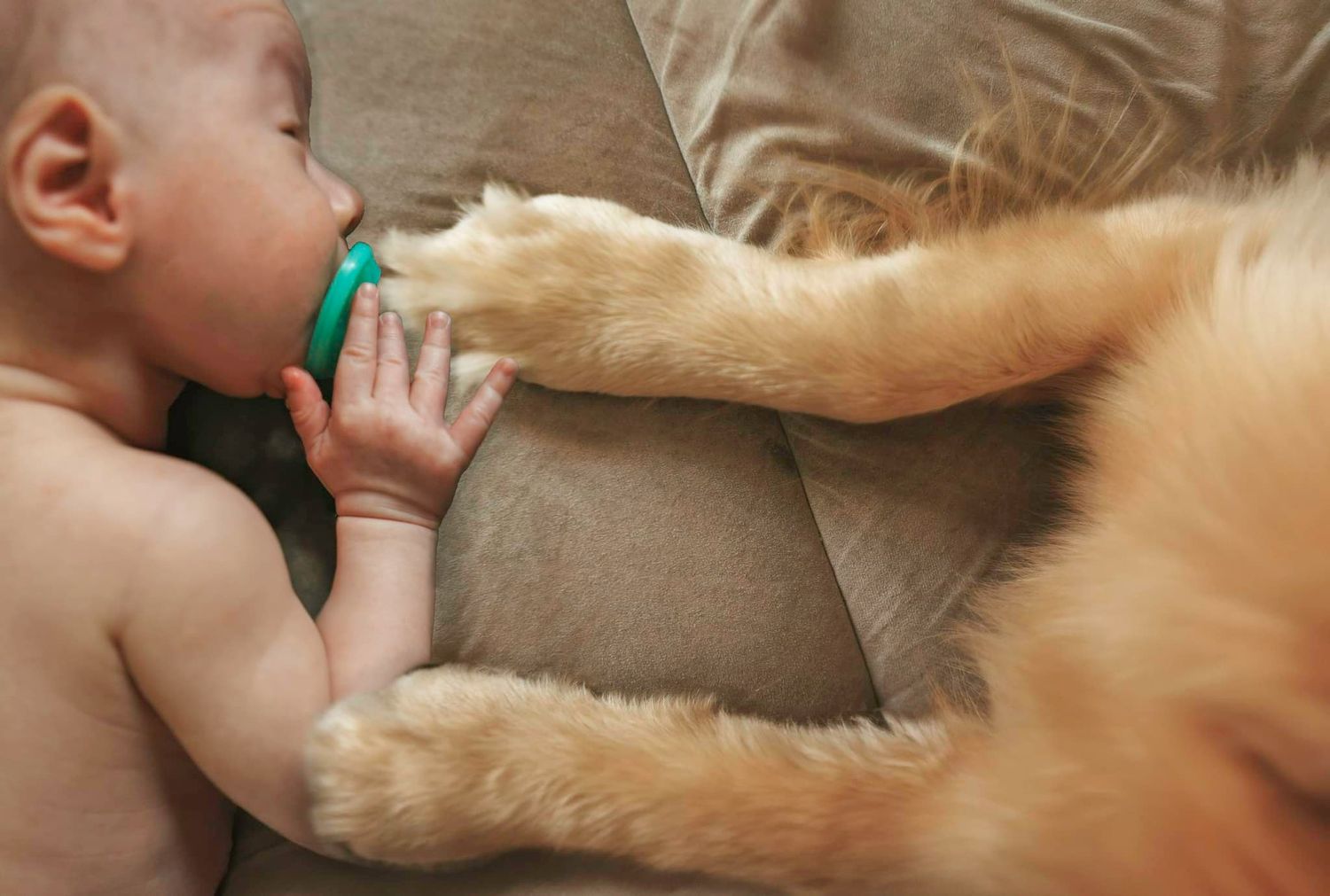 Golden retriever dog gently resting next to sleeping baby on white bedding.