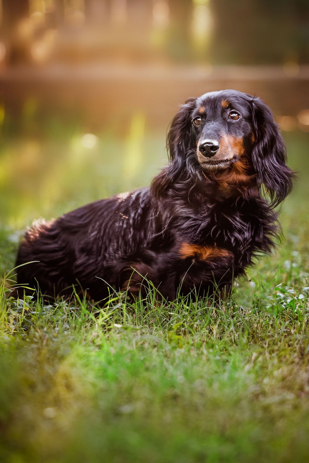 A long-haired black and brown dachshund dog sits in green grass on a sunny day in Keller, TX