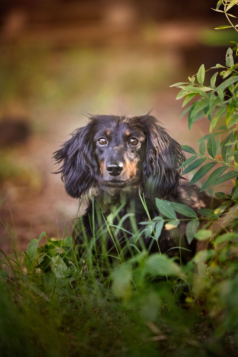 A long-haired dachshund peeks through green foliage in Keller, Texas