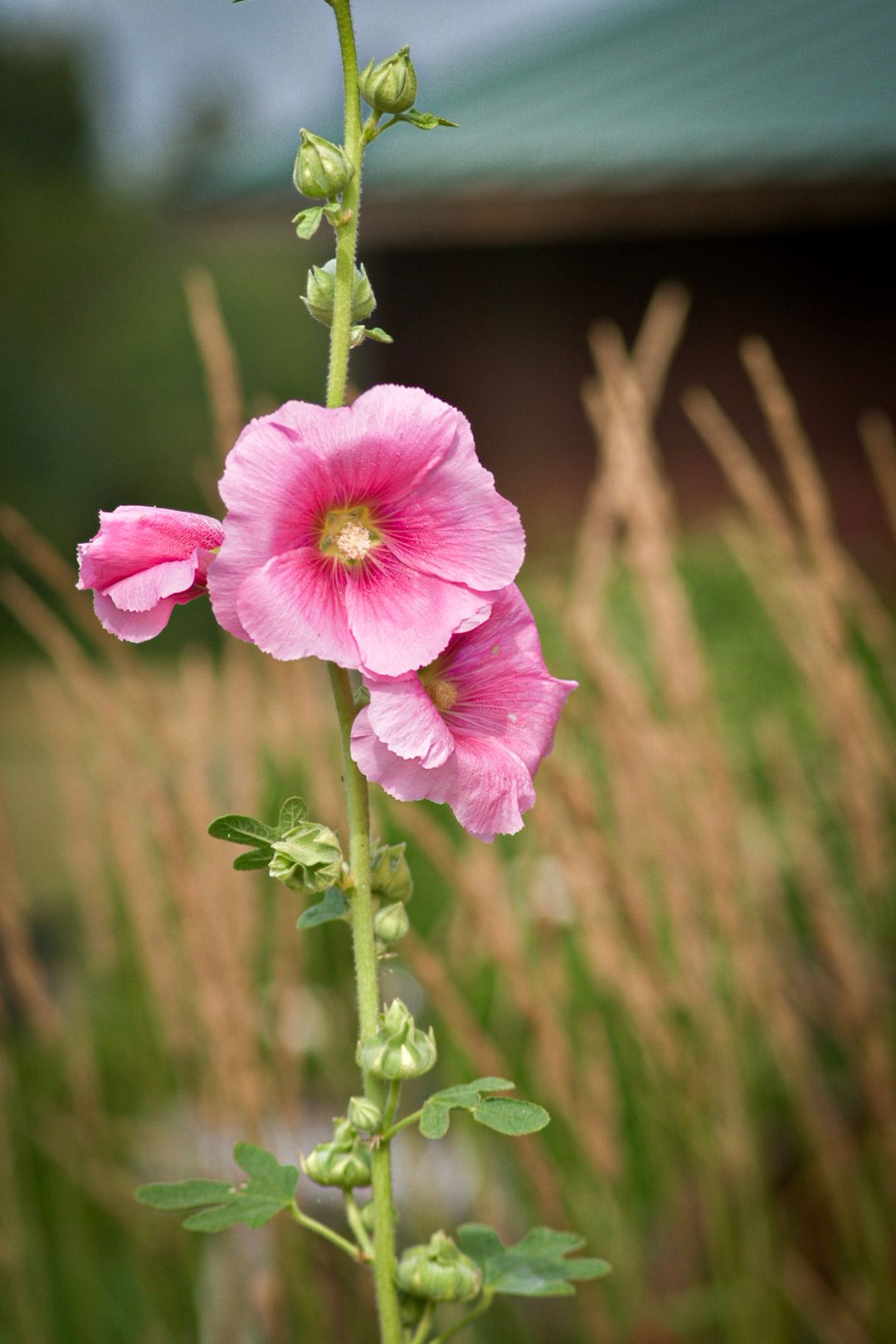 Pink hollyhock flowers blooming against a blurred natural background with tall grass.
