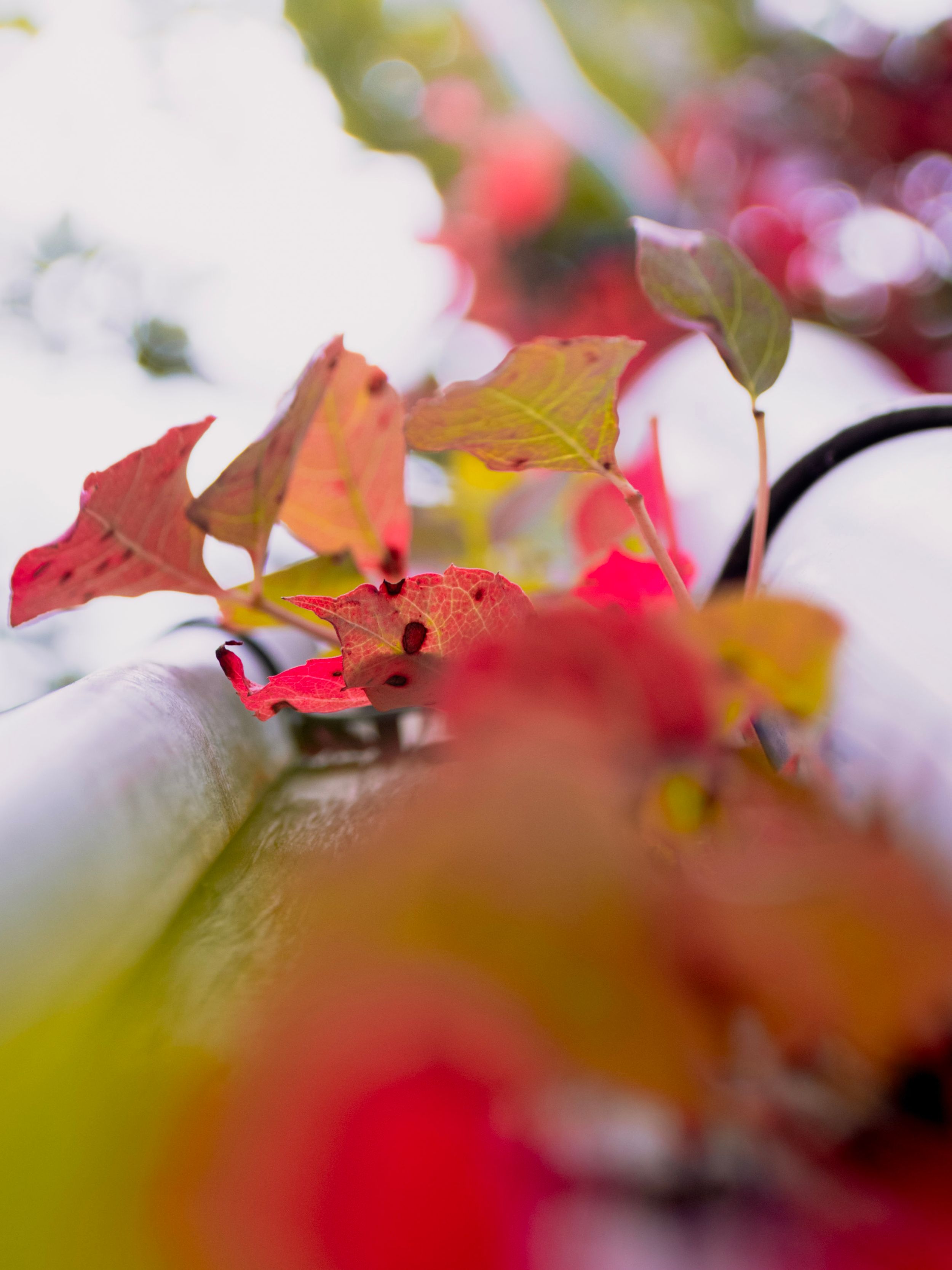 Abstract close-up of autumn leaves with red and green bokeh effect.