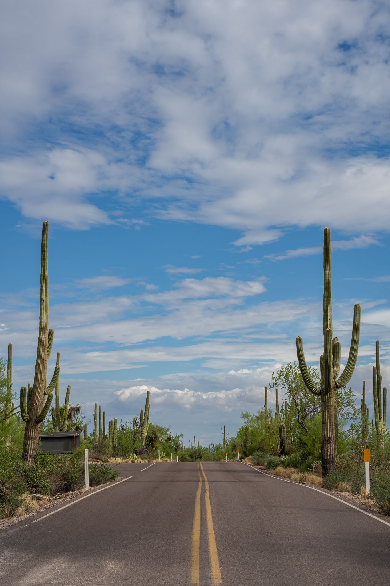 A winding desert road lined with tall saguaro cacti stretches into the distance under a bright blue sky with white clouds.