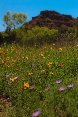 Colorful wildflowers bloom in front of a rugged desert mountain backdrop on a sunny spring day.
