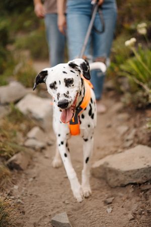 A spotted Dalmatian puppy wearing an orange collar walks along a dirt trail in a sequence of action shots.