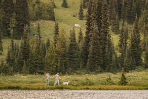 A scenic mountain landscape with evergreen trees and grassy slopes in a national park setting.
