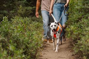 A group of people walking dogs on a dirt trail through green foliage on a sunny day.
