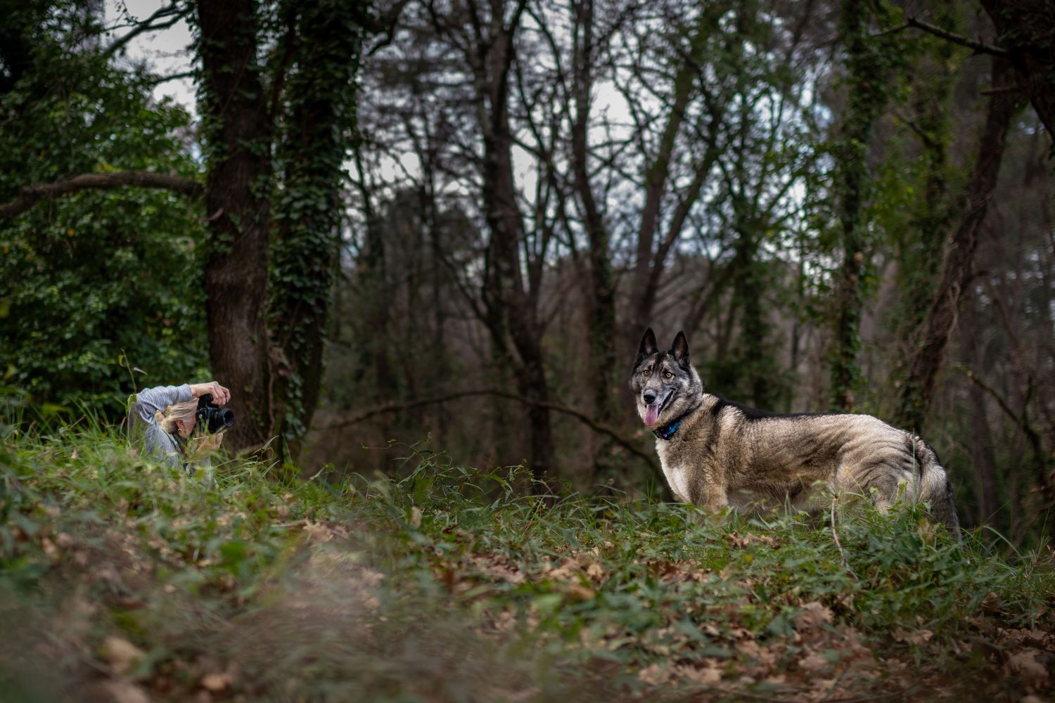 .photographie canine