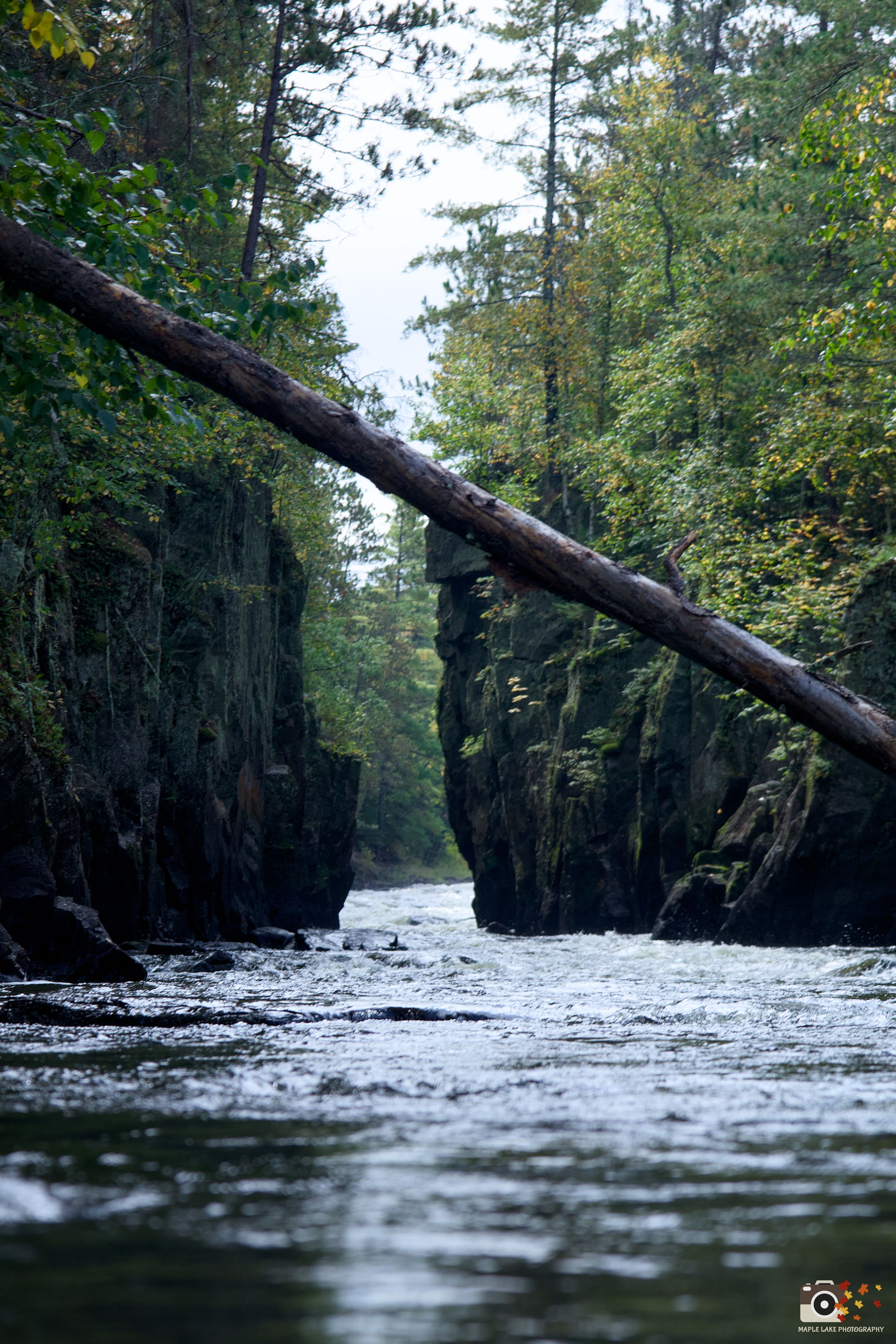 A tranquil river flows between rocky cliffs with towering evergreen trees in a serene forest landscape.